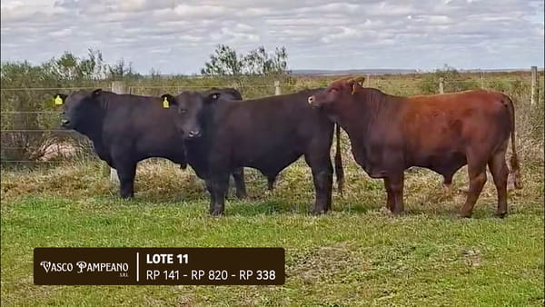 Lote TOROS BRANGUS