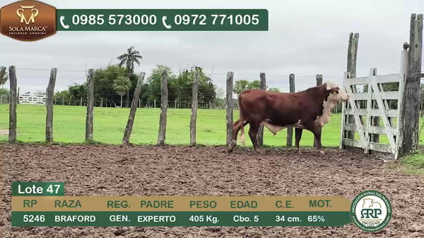 Lote Toros BRAFORD, Ñeembucú