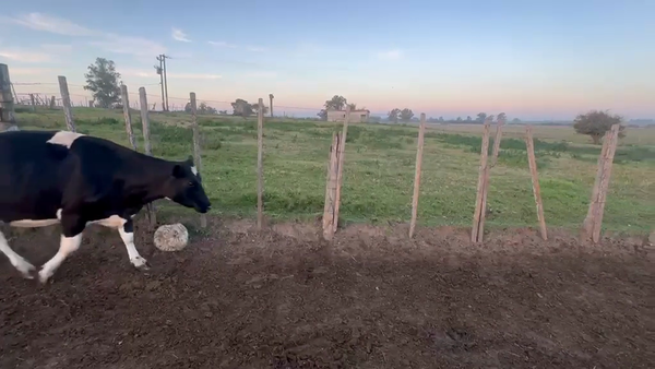 Lote 1 VACA LECHERA