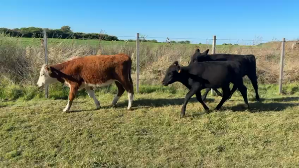 Lote TERNERAS