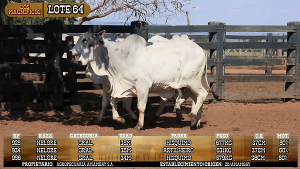 Lote LOTE 64- POR PANTALLA