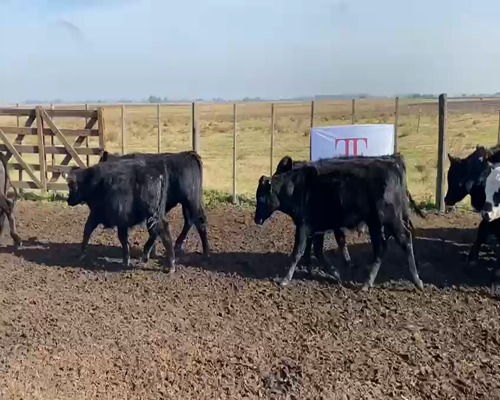 Lote 75 terneros - Castelli Pcia Bs As