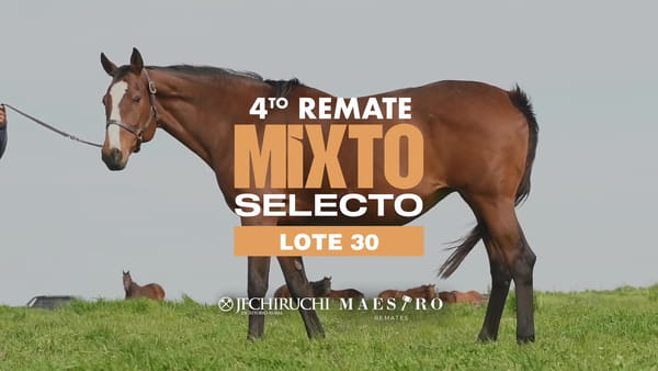 Lote MARIA SIRIA