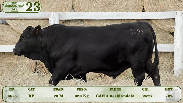 Lote LOTE 23