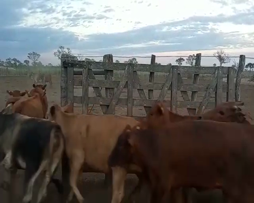 Lote 200 Vaquillonas en Bandera, Santiago del Estero