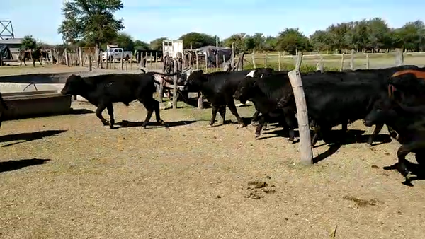 Lote 72 Terneros/as Brangus y sus cruzas en Fortín Olmos, Santa Fe