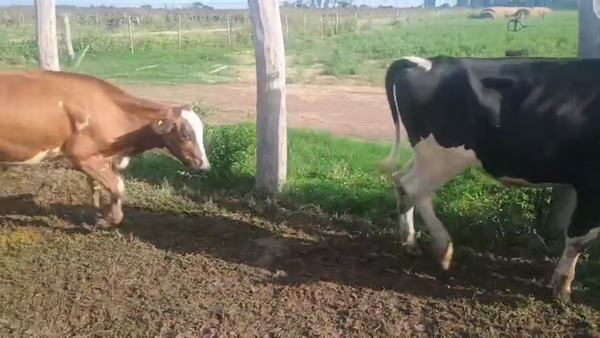 Lote 55 Novillitos Holando Argentino en San Guillermo, Santa Fe