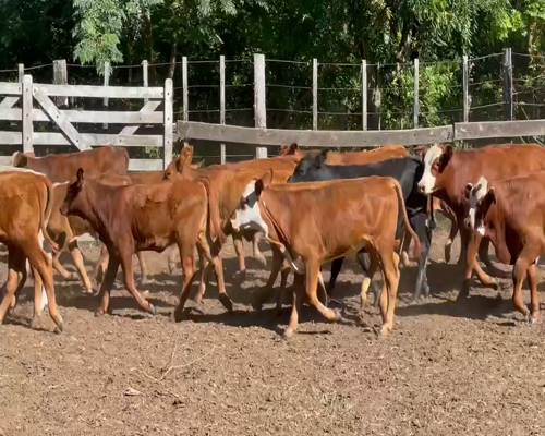 Lote 102 Terneros/as en Virasoro, Corrientes