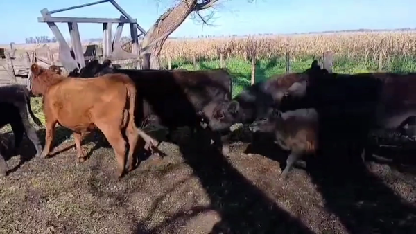 Lote 100 AL CTE (VAQ)