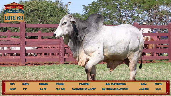 Lote LOTE 69