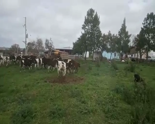 Lote 23 Terneros HOLANDO Y CRUZAS 160kg - , San José