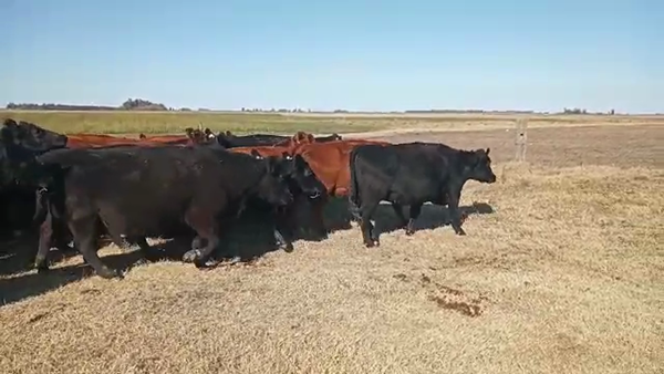 Lote 37 VACAS PR. USADAS, 25 DE MAYO, PCIA. DE BS. AS.