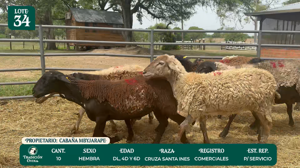 Lote LOTE 34 - POR PANTALLA