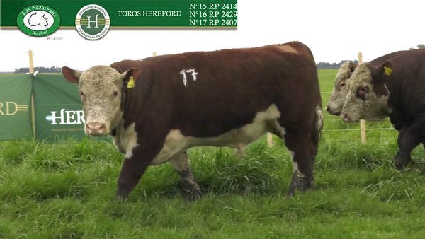 Lote Toros Polled Hereford Puros Registrados - Cabaña Las Nazarenas