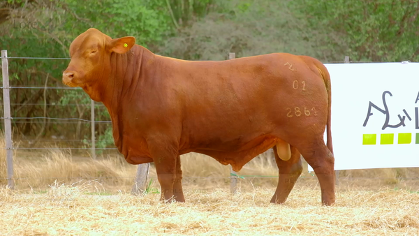 Lote LOTE 44