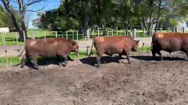 Lote TOROS PUROS CONTROLADOS LA MARGARITA