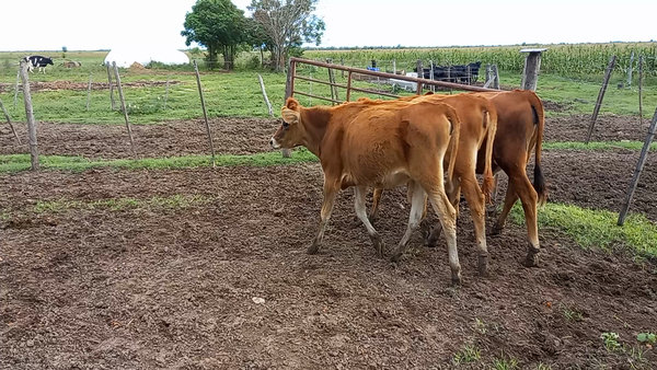 Lote Terneras - Carina Redigonda