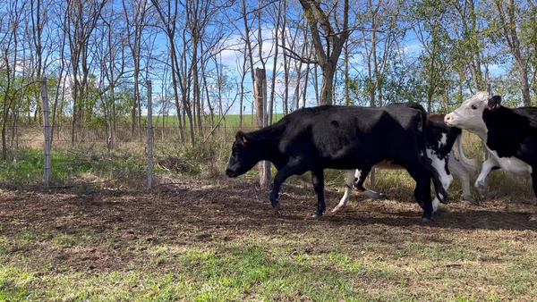 Lote VAQUILLONA ENTORADA