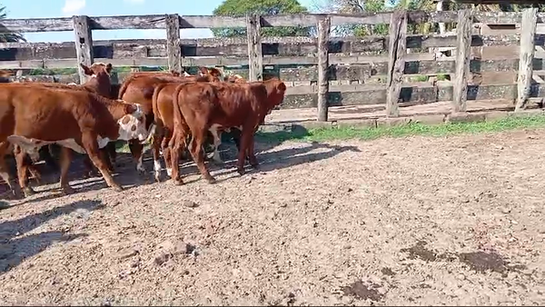 Lote 120 Terneros