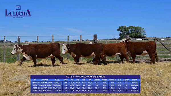 Lote VAQUILLONAS DE 2 AÑOS