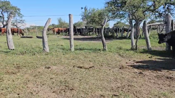 Lote 60 Terneros/as en Entre Ríos, Federal
