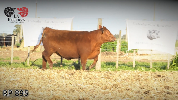 Lote Terneras PP al 100%