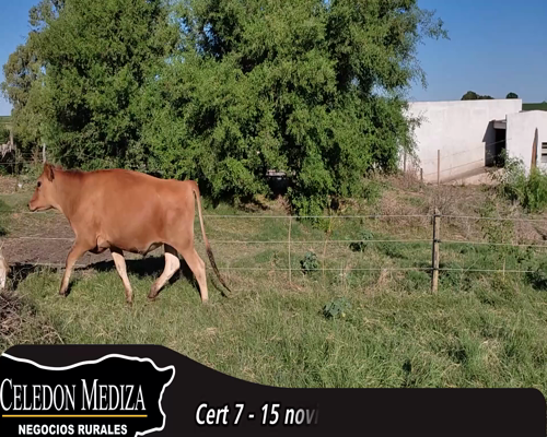 Lote (Vendido)15 Novillos Holando JERSEY Y KIWI 346kg - , Colonia