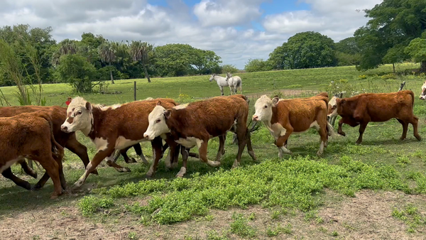 Lote 27 Terneras y vaquillas en Corrientes, Goya