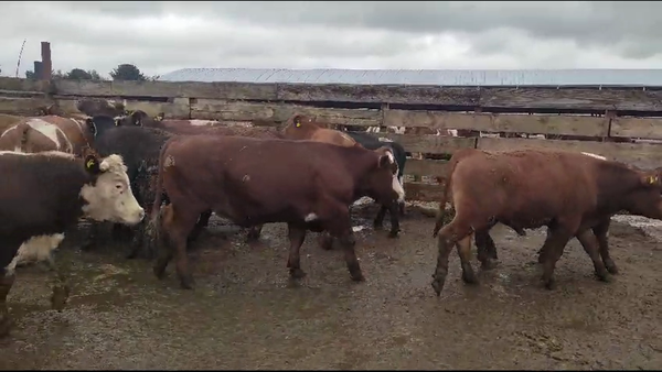 Lote 26 Novillo Gordo en Los Ángeles, VIII Región Biobío