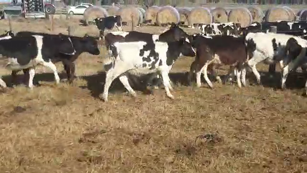 Lote 18 Terneros HOLANDO 110kg - , San José