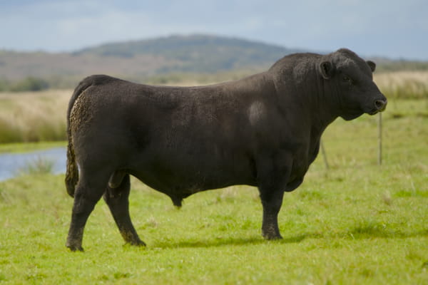 Lote RP 346