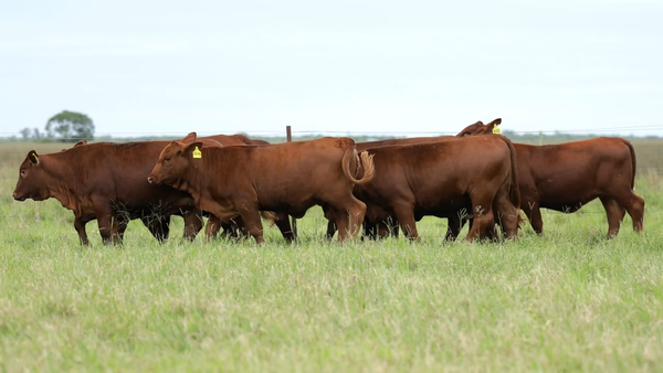 Lote Vaquilla Para Servicio