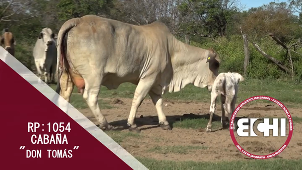 Lote VACAS PREÑADAS BRAHMAN CABAÑA DON TOMAS