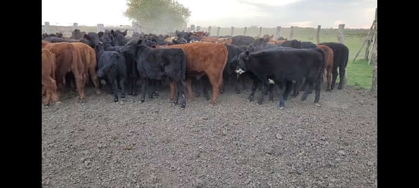 Lote 100 Terneros/as en Villaguay, Entre Ríos