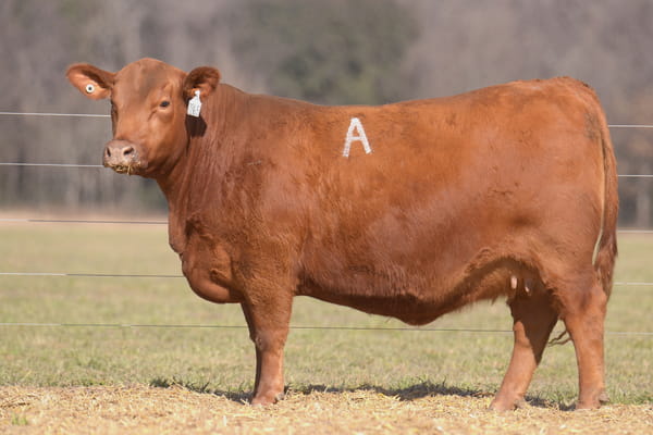 Lote VAQUILLONA ANGUS PP