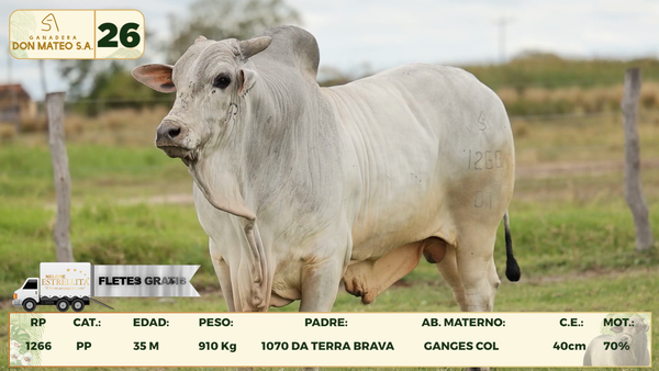 Lote LOTE 26