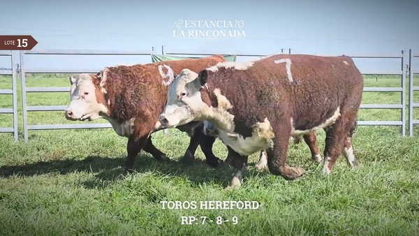 Lote TOROS HEREFORD