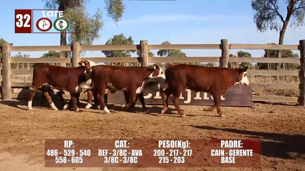 Lote Lote 32