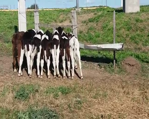 Lote 7 Terneros HO 60kg -  en NUEVA PALMIRA