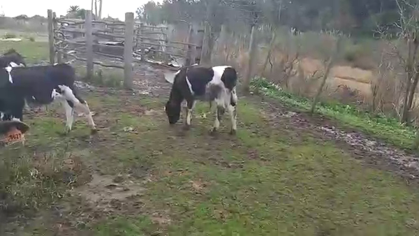 Lote 11 Terneros HOLANDO 80kg - , San José