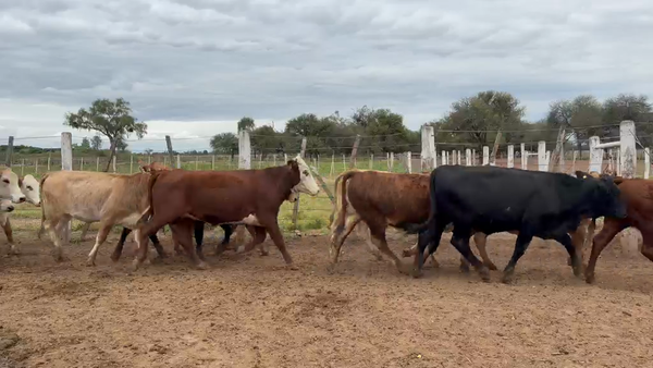 Lote 200 Vaquillonas en Salta, Salta