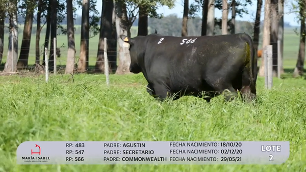 Lote 3 Toros PI, Artigas