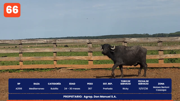 Lote LOTE 66