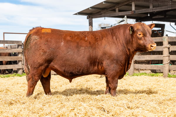 Lote Toro PC