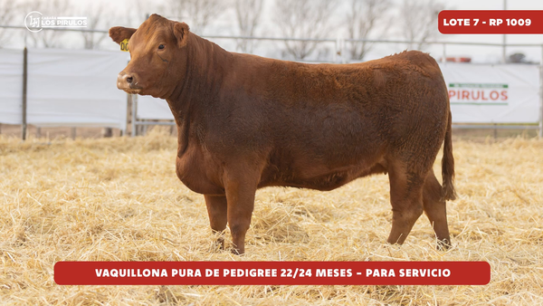 Lote VAQUILLONA PURA DE PEDIGREE - 22/24 meses - sin servicio