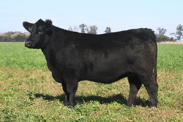 Lote RP 17680 y RP 17706 - VAQUILLONAS ELECCIÓN PP