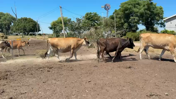 Lote VAQUILLONAS 1 a 2 AÑOS