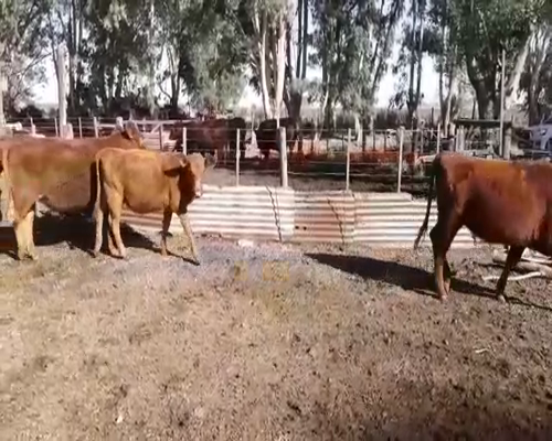 Lote 14 Novillitos y vaquillonas en Huanguelen, Buenos Aires