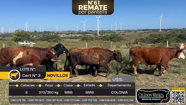 Lote 6 Novillos en Artilleros, Colonia