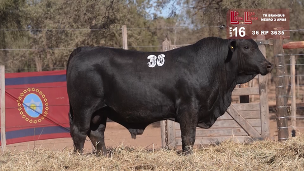 Lote BRANGUS NEGRO 3 AÑOS